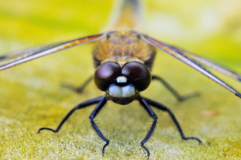 a large insect sits on the ground