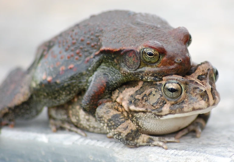 the two toads are both looking at soing