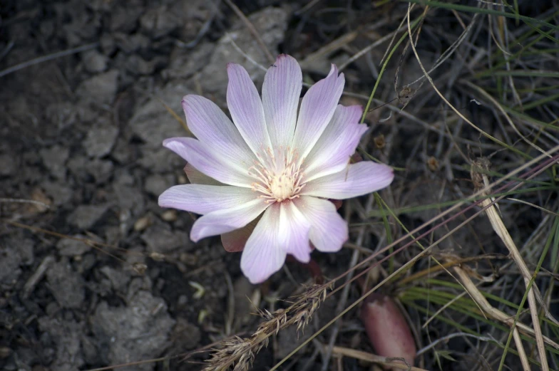 a single flower that has purple petals in it