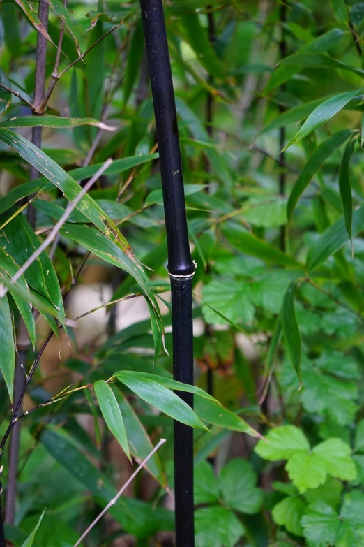 a bird perched on top of a black wooden pole