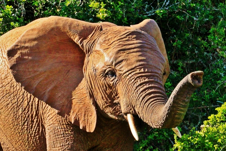 an elephant with long tusks and trunk standing in front of a bush