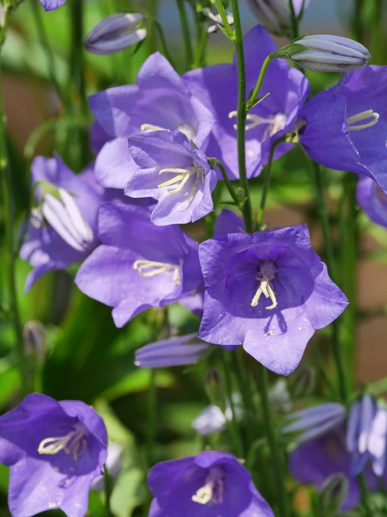 purple flowers bloom in front of a wall