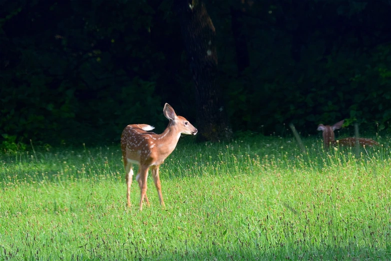 a small deer standing in a lush green field