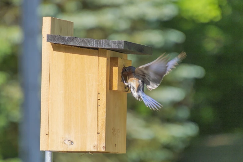 bird coming out of a wooden birdhouse ready to eat