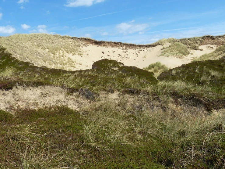 this is an image of green dunes with grass growing in them