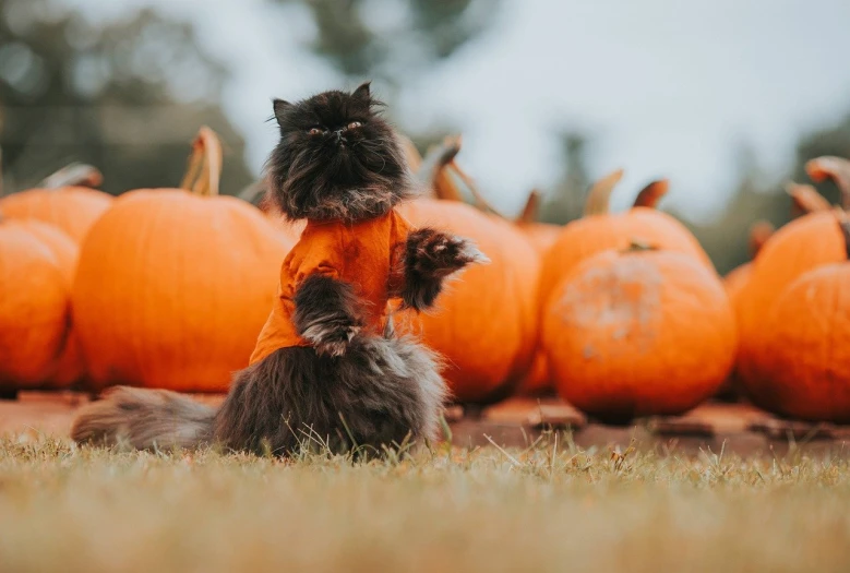 cat on paws playing with orange pumpkins