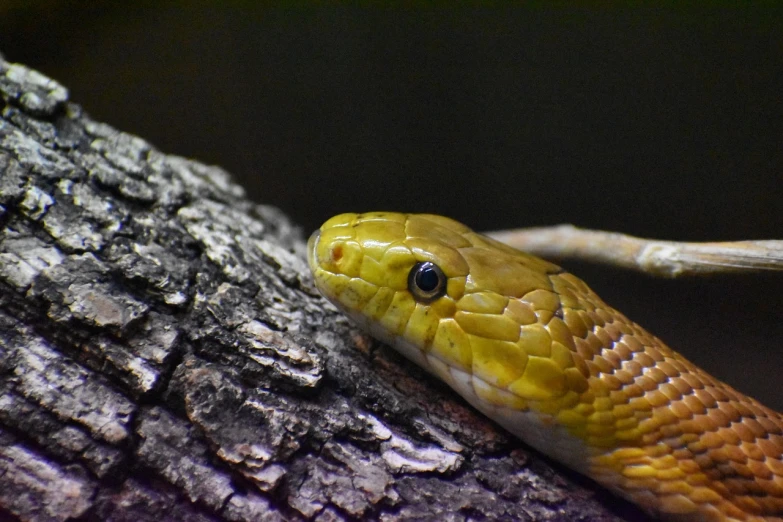 a small snake is looking over the edge of a piece of wood