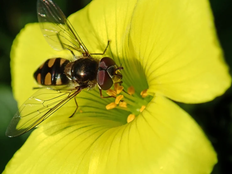 two flies sitting on top of a yellow flower