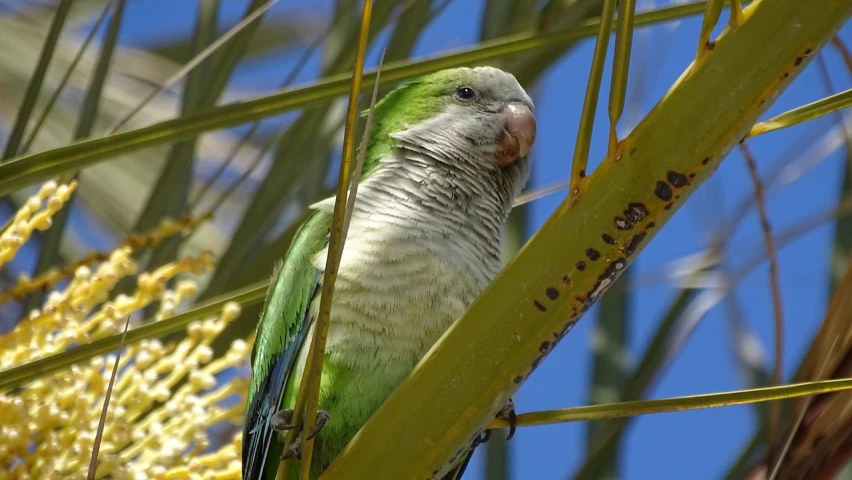 a small bird sitting on top of a tall yellow tree