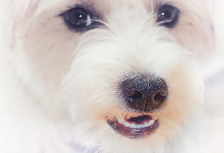 close up of a dog's nose with its teeth missing