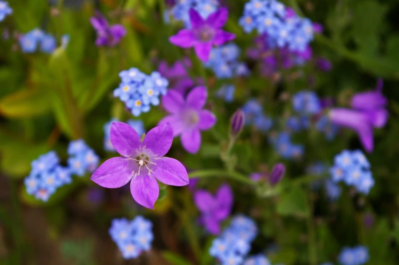 purple and blue flowers growing in the ground