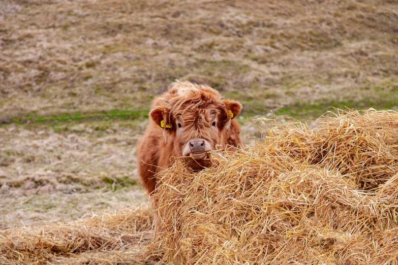 the calf is eating soing out of the hay