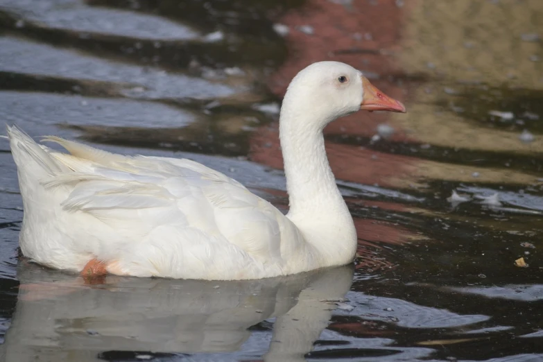 a white duck with orange beak swimming on water