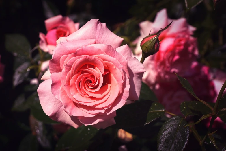 a pink rose blooming inside of a garden