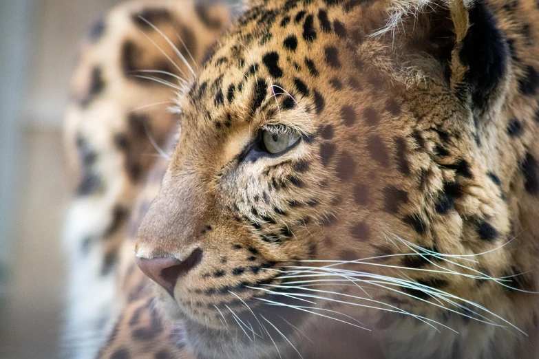 a tiger staring into the distance with long whiskers