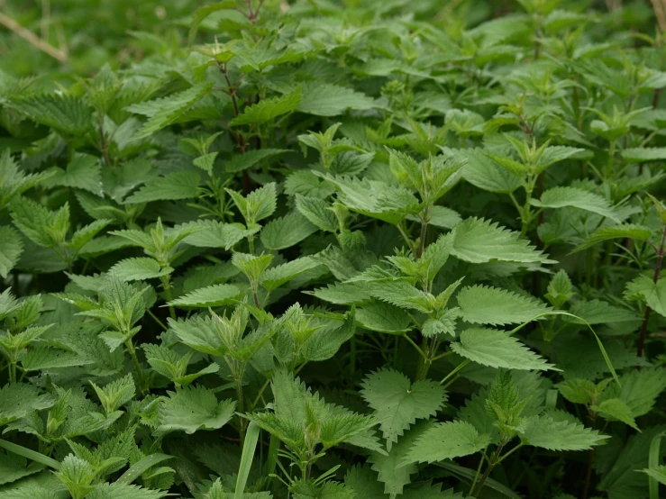 green foliage with leaves in a field