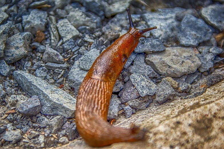 a slug sitting on the ground near some rocks