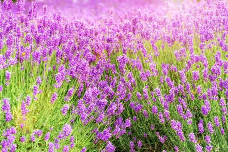 lavender fields are full of purple flowers in the daytime