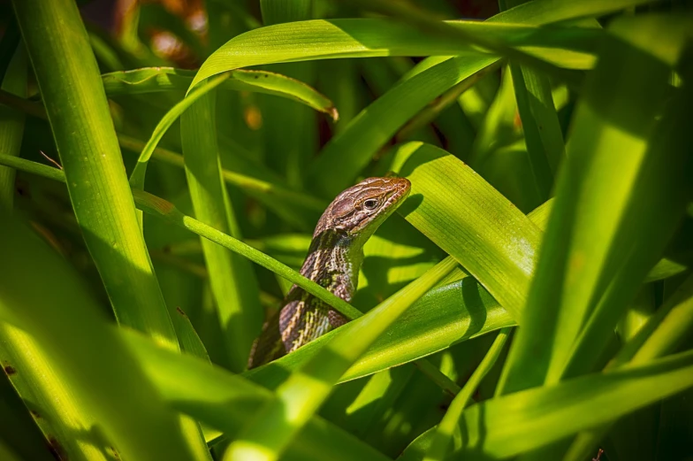 a lizard hiding in the grass in the sunlight