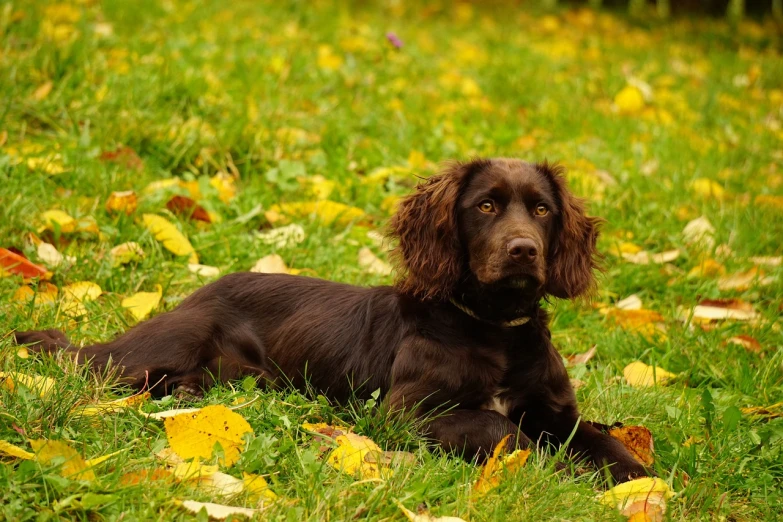 brown dog laying down on grass in a field