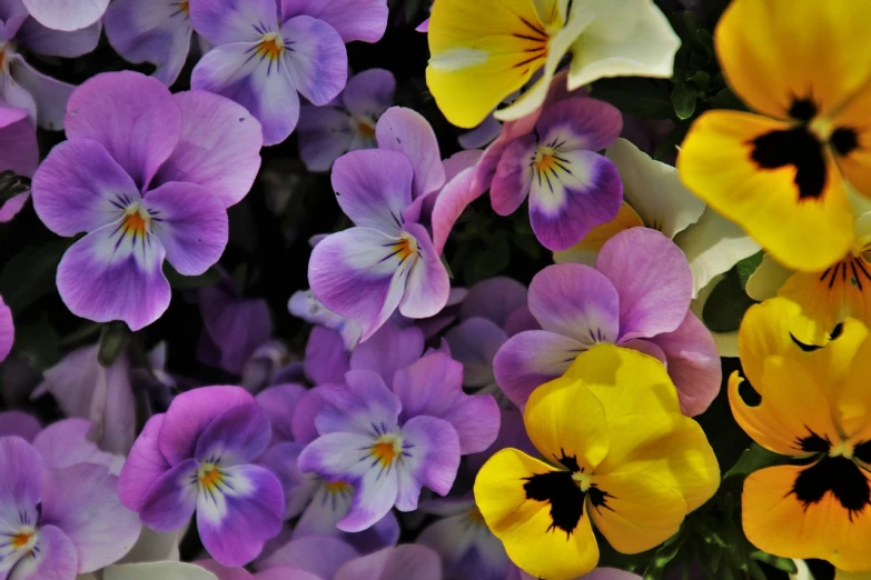 a group of purple and yellow pansies