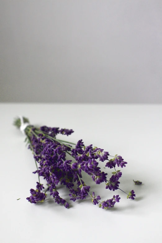 lavender flowers on table with grey background