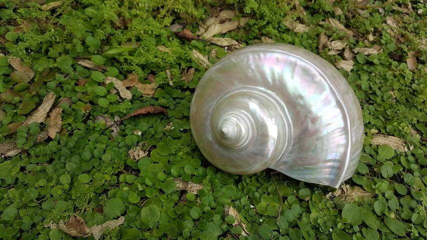 a sea shell lies on a patch of green ground