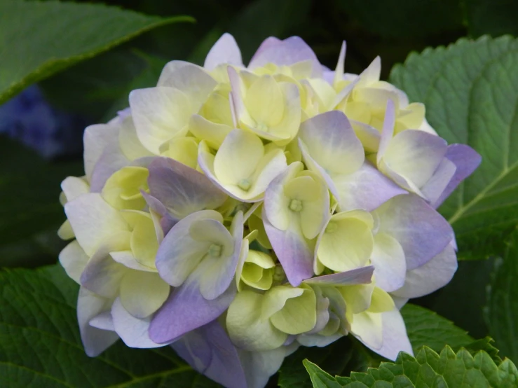 a blue and yellow flower on green leaves