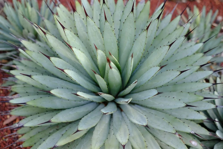 the top of a green plant on the ground