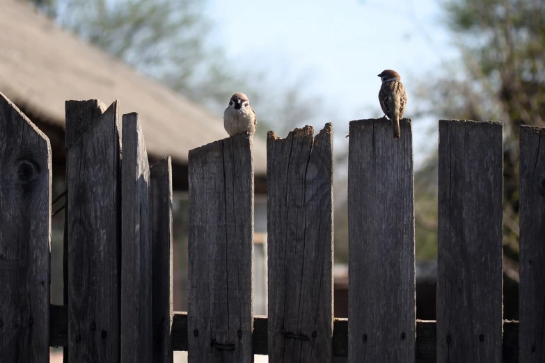 two birds sitting on the top of wooden fences