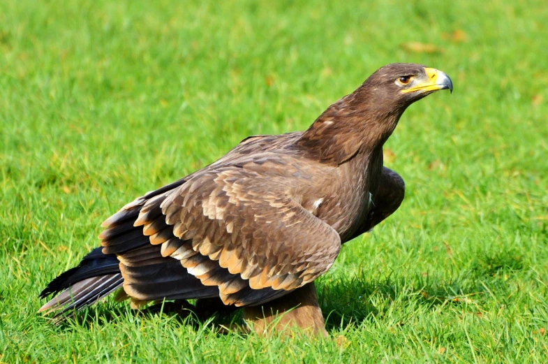 a brown bird with brown and yellow feathers on the ground in a grassy field