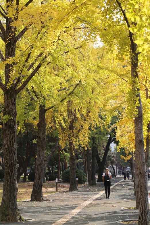 a row of trees in front of a road