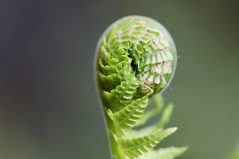 a green plant that has small bug holes in it