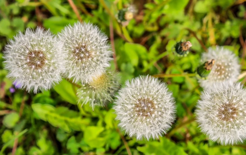three white dandelions that are in the ground