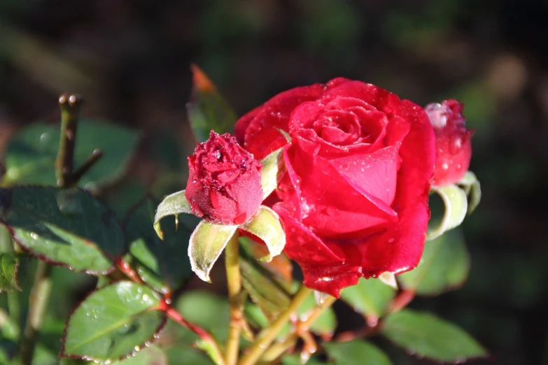 a close up of a red rose on the bush