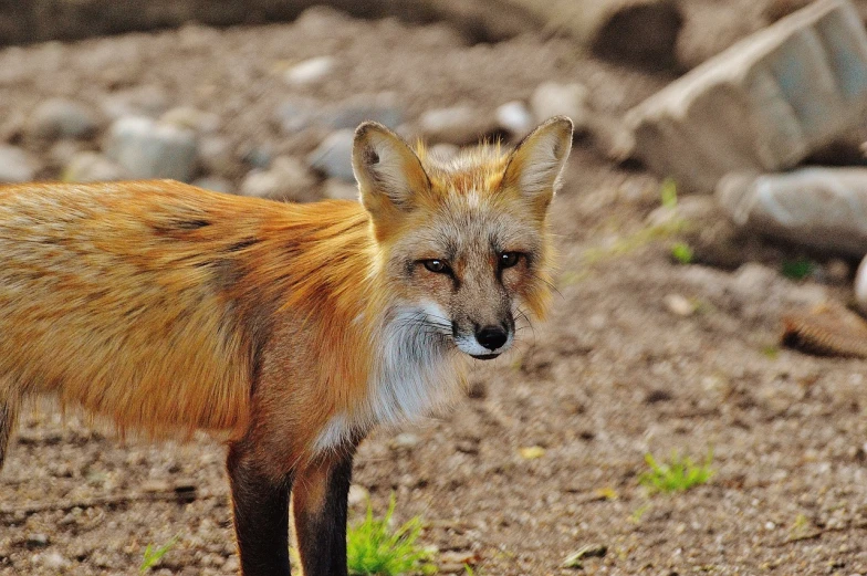 a fox on a rocky surface looking out at the camera