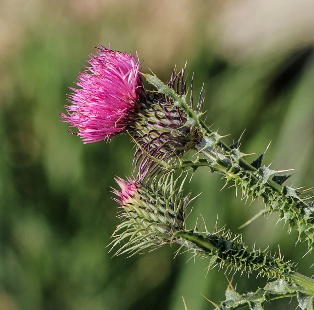 a flower that is growing on some kind of plant