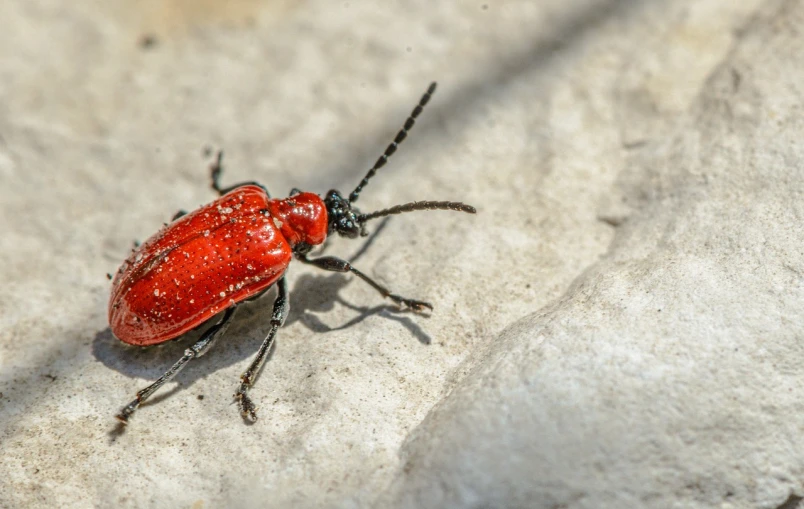 a bug sitting on the cement floor looking very red