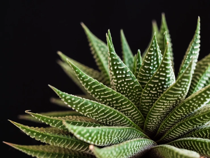 closeup of a large leafy plant with small circles on it