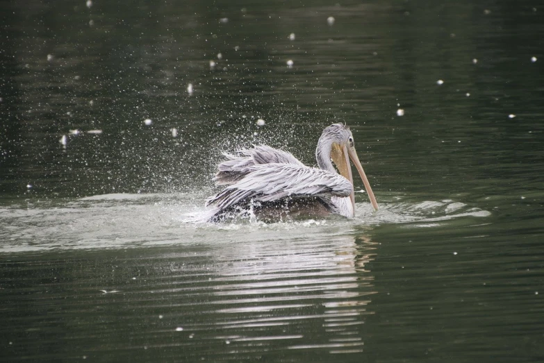 a white bird splashing water on its back in the lake