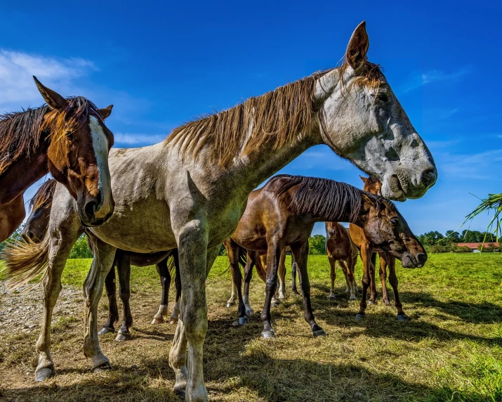 three brown horses standing next to each other in the grass