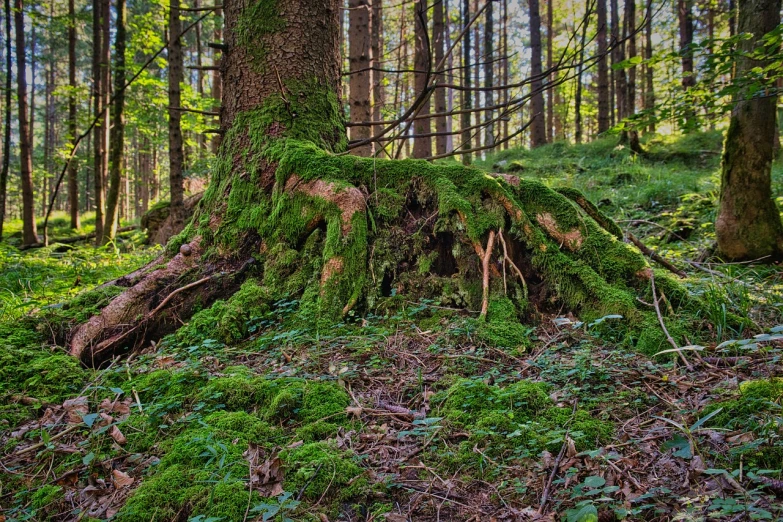 a large tree sitting next to a forest with lots of green moss