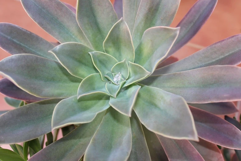 an artistic image of an elegant succulent plant with green foliage