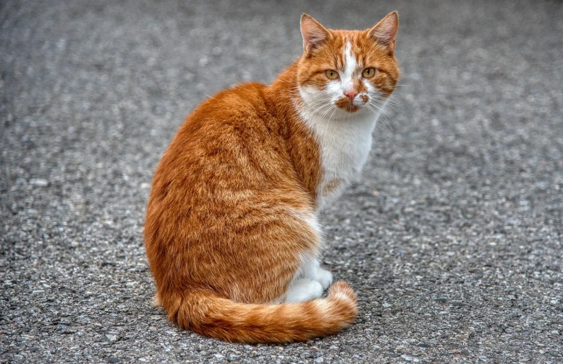 an orange and white cat is sitting on the ground