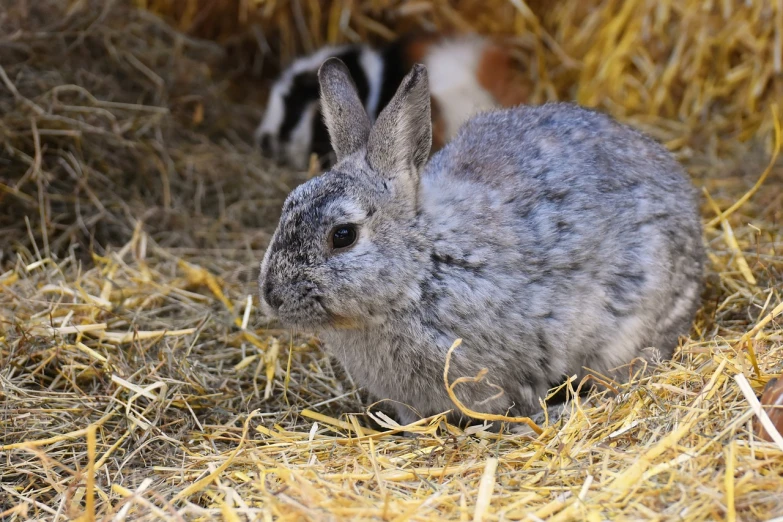 the rabbit is sitting in the hay