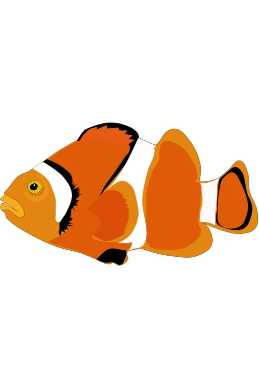 an image of a clownfish in the water