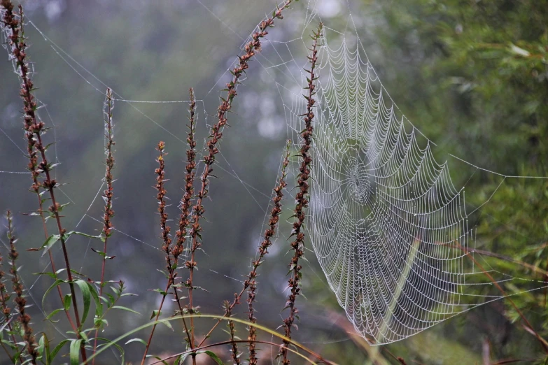 spider webs cover the remains of a bush