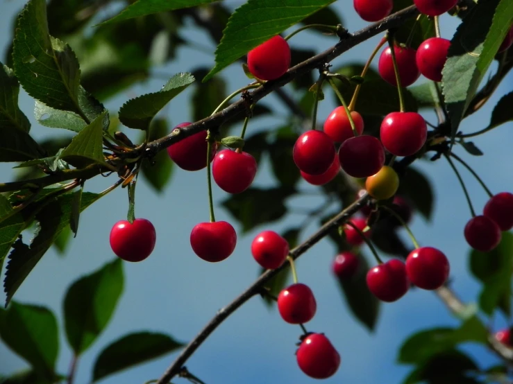 a closeup of berries hanging from a tree