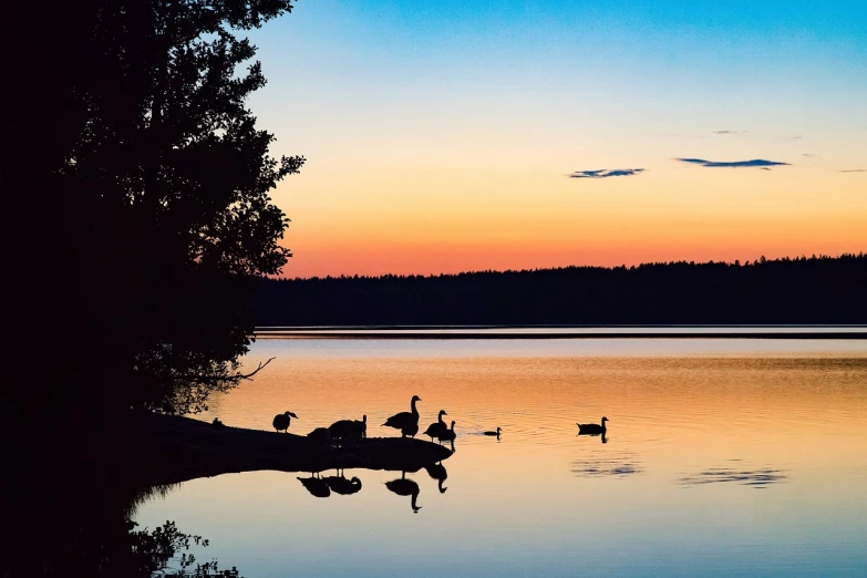 ducks and ducks swimming on the water at sunset