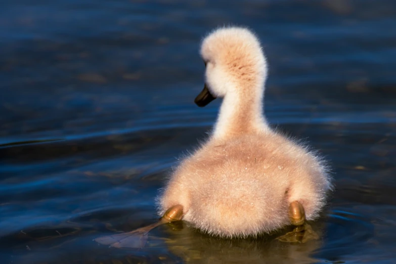 a small swanling swimming in a lake